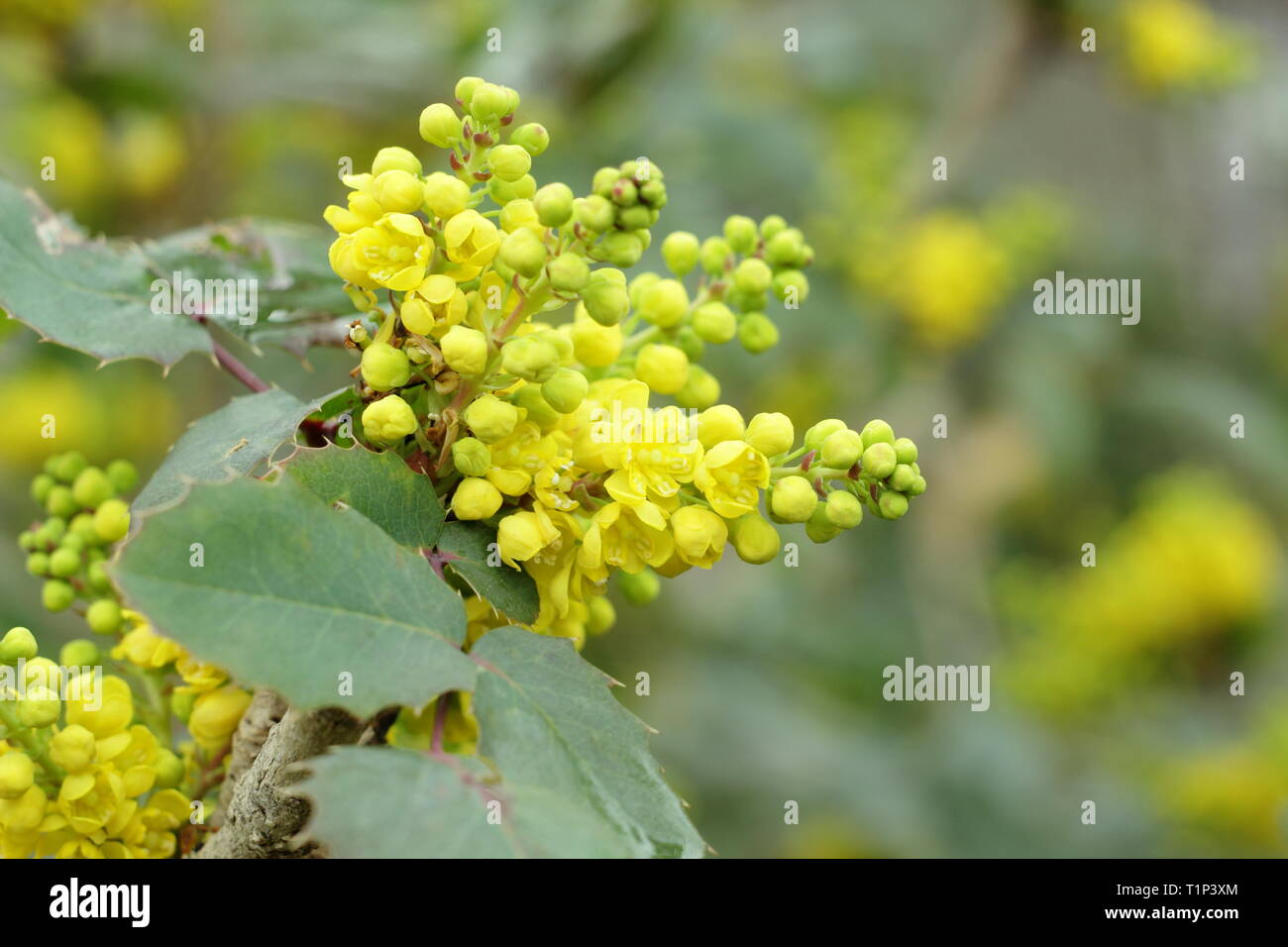 Mahonia Pinnacle grappoli di fiori in primavera, UK giardino confine. Modulo Gas Anestetici Foto Stock