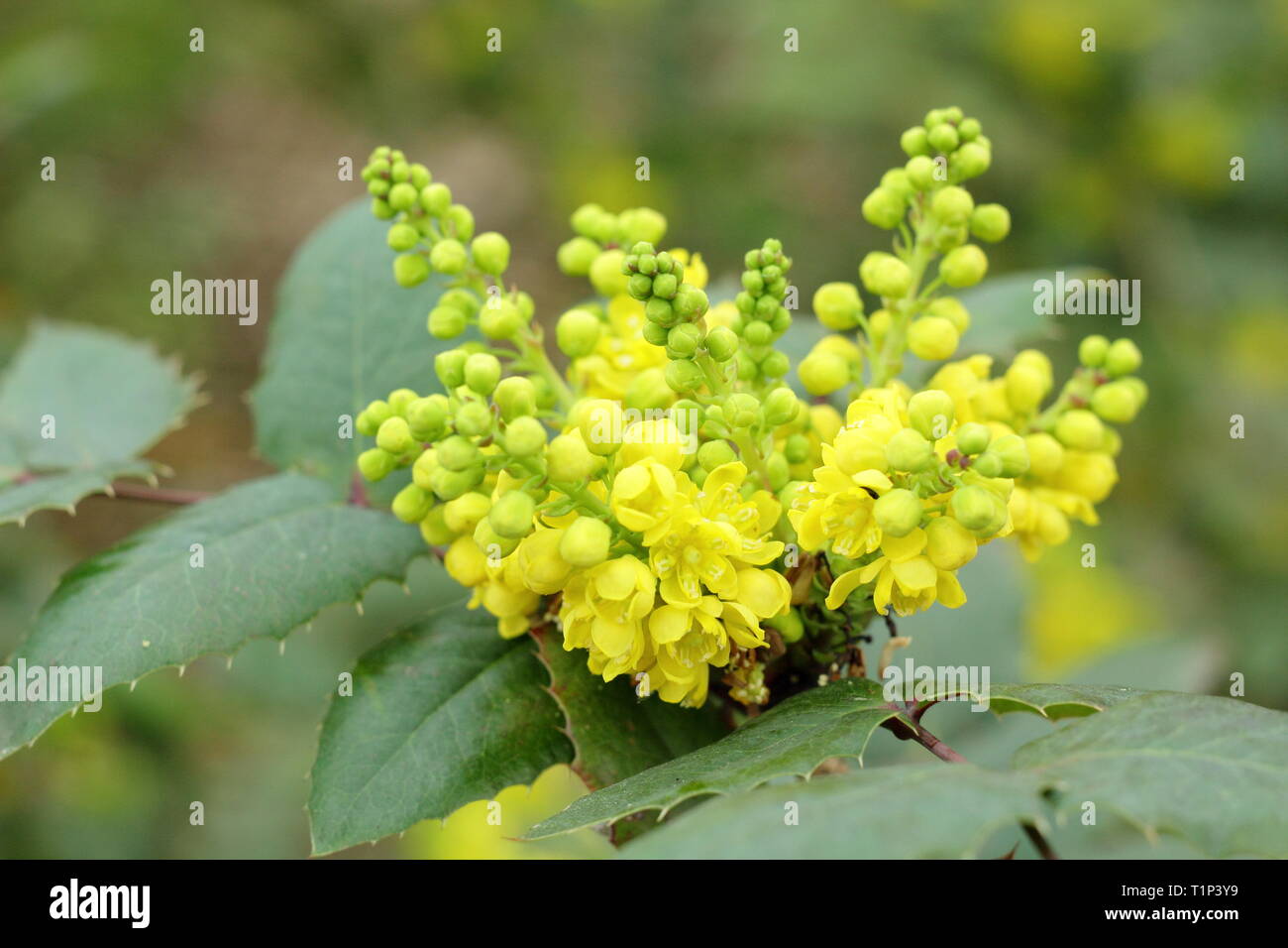 Mahonia Pinnacle grappoli di fiori in primavera, UK giardino confine. Modulo Gas Anestetici Foto Stock