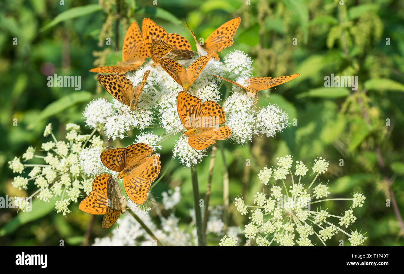 Argento-lavato fritillaries gruppo. Argynnis paphia. Massa di fiori di sambuco. Aaegopodium podagraria. Gregge di alimentazione arancione farfalle. Ornato ali aperte. Foto Stock