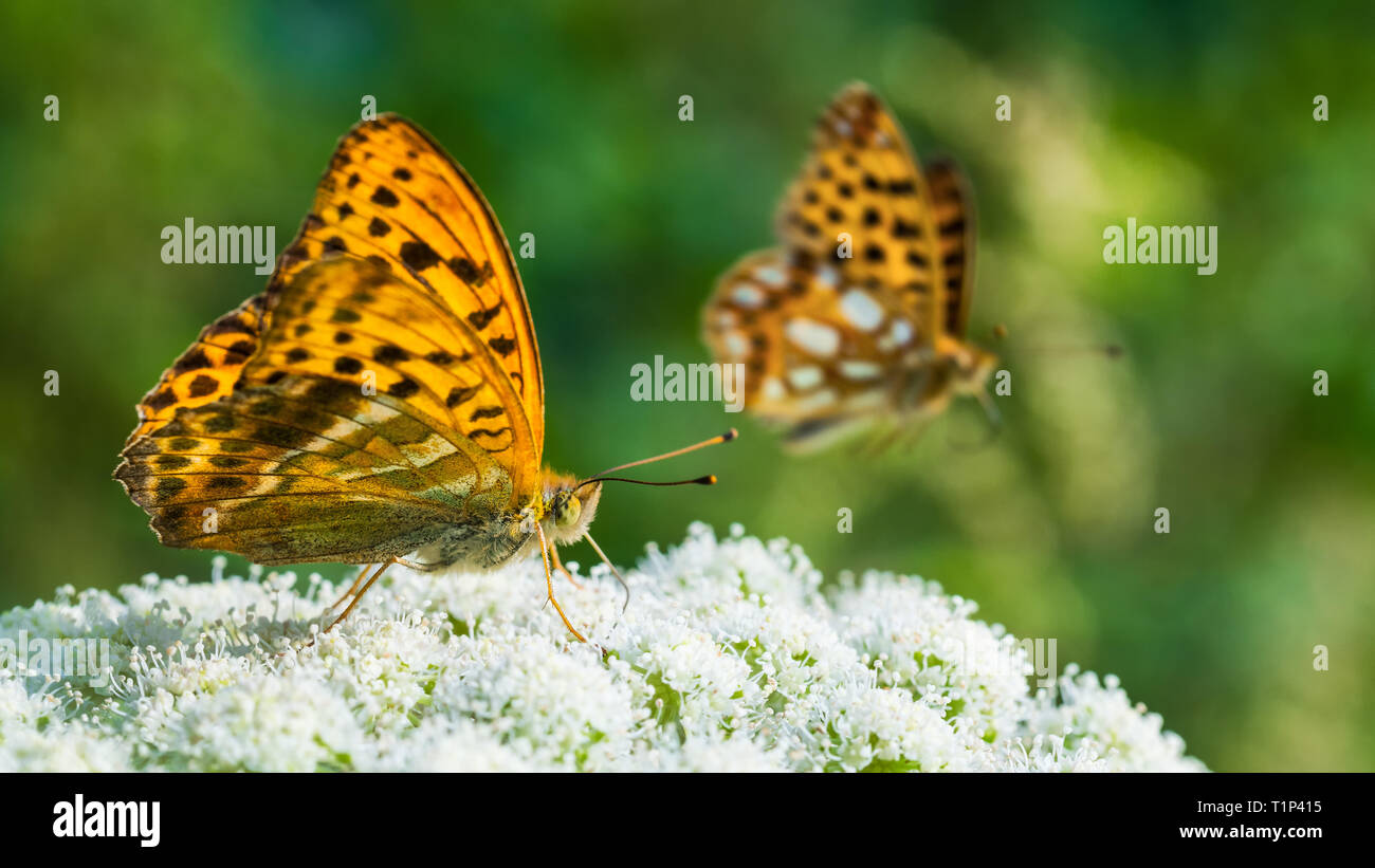 Alimentazione a farfalla dettaglio. Ala inferiore. Argento-lavato fritillary. Argynnis paphia. Farfalle arancione su sfondo bianco sambuco close-up. L'estate. Foto Stock