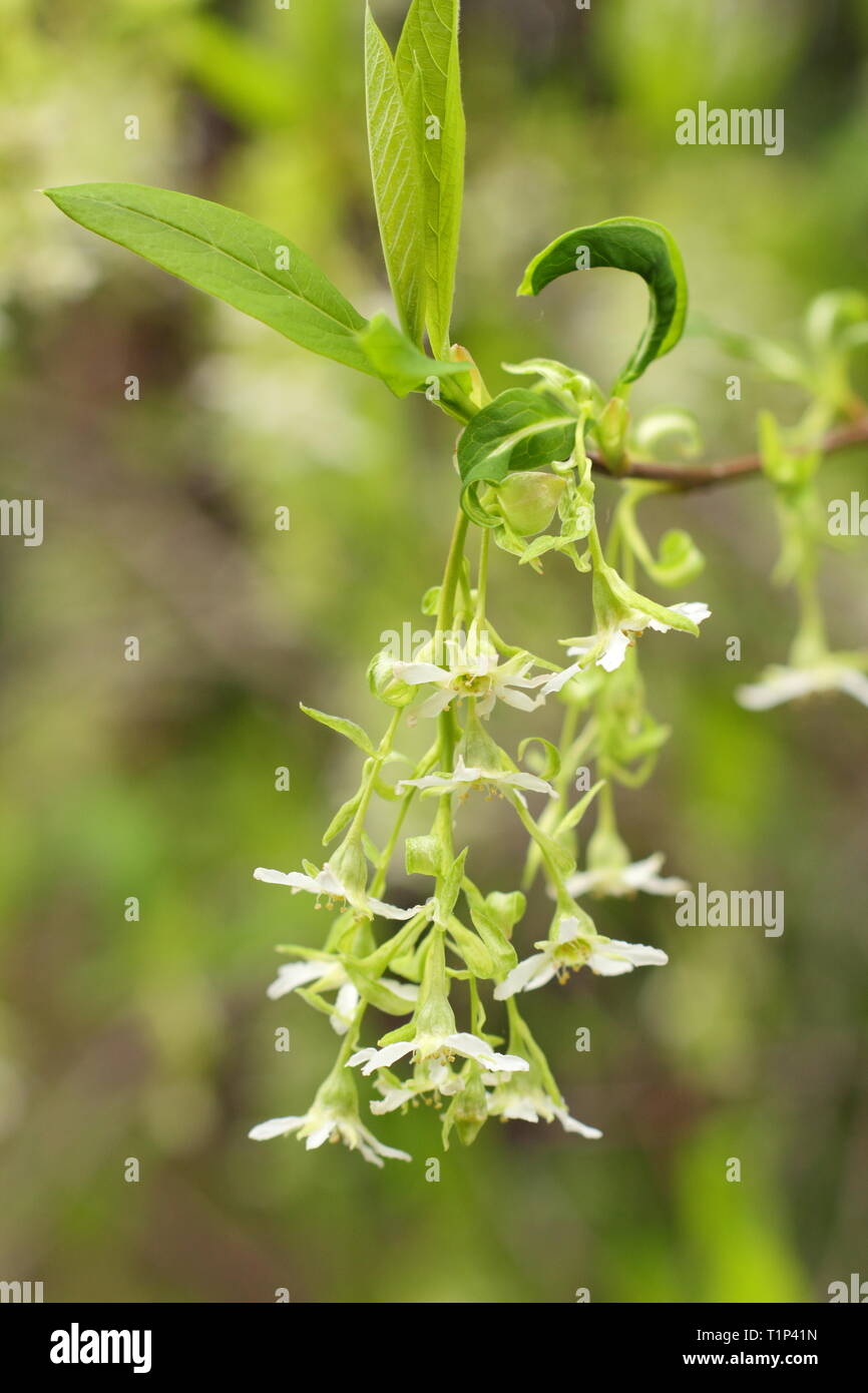Oemleria cerasiformis. Blumi di indiani prugna, un deciduo suckering arbusto, fioritura in primavera, UK. Chiamato anche Oso berry Foto Stock