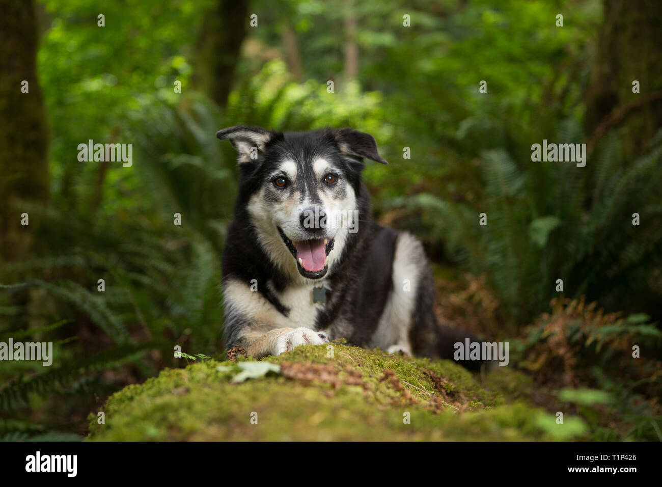 Felice di cani husky con tre gambe giacenti sul log in foresta Foto Stock