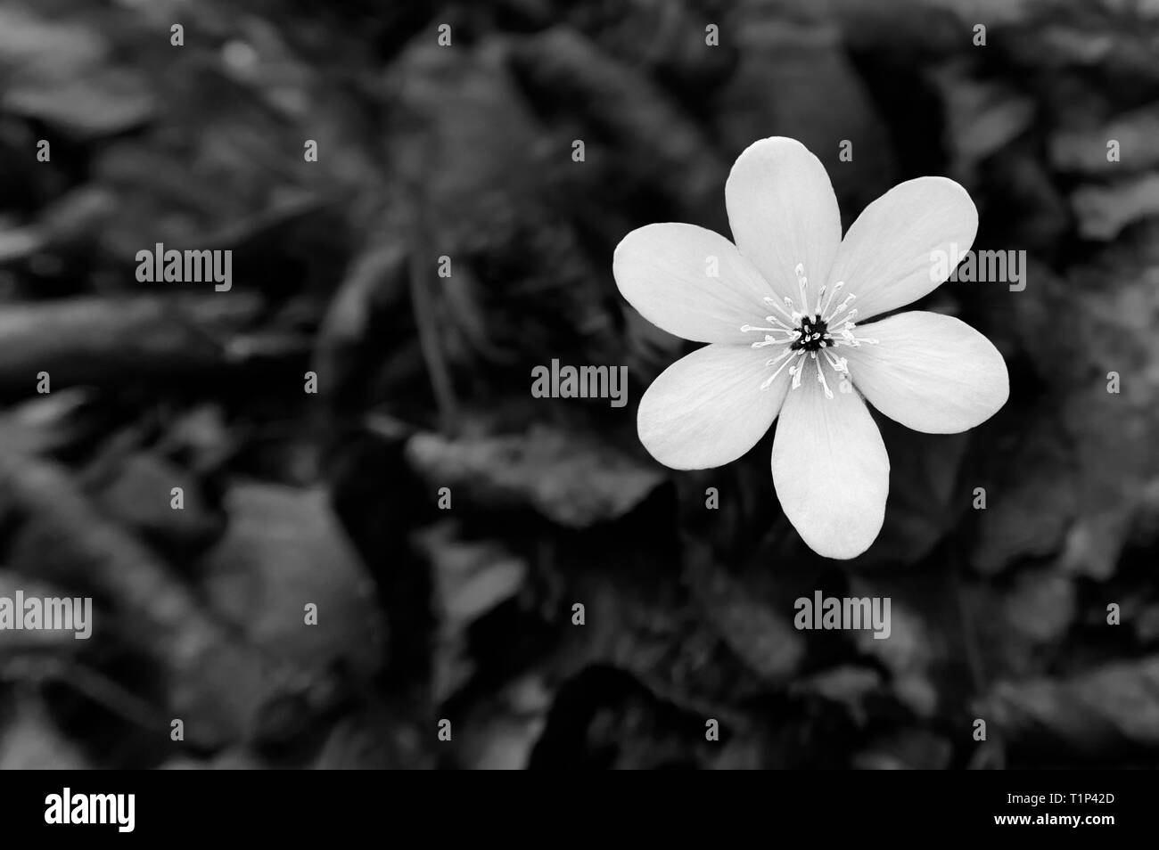 Fioritura artistica dettaglio. Fioritura liverleaf. Hepatica nobilis. Decorative in bianco e nero in lutto per lo sfondo. La malinconia di erbe selvatiche. Triste prato primavera. Foto Stock