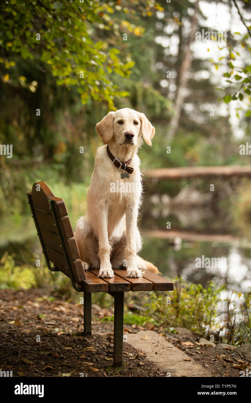 Giovani labrador retriever dog sitter su banco in un parco Foto Stock
