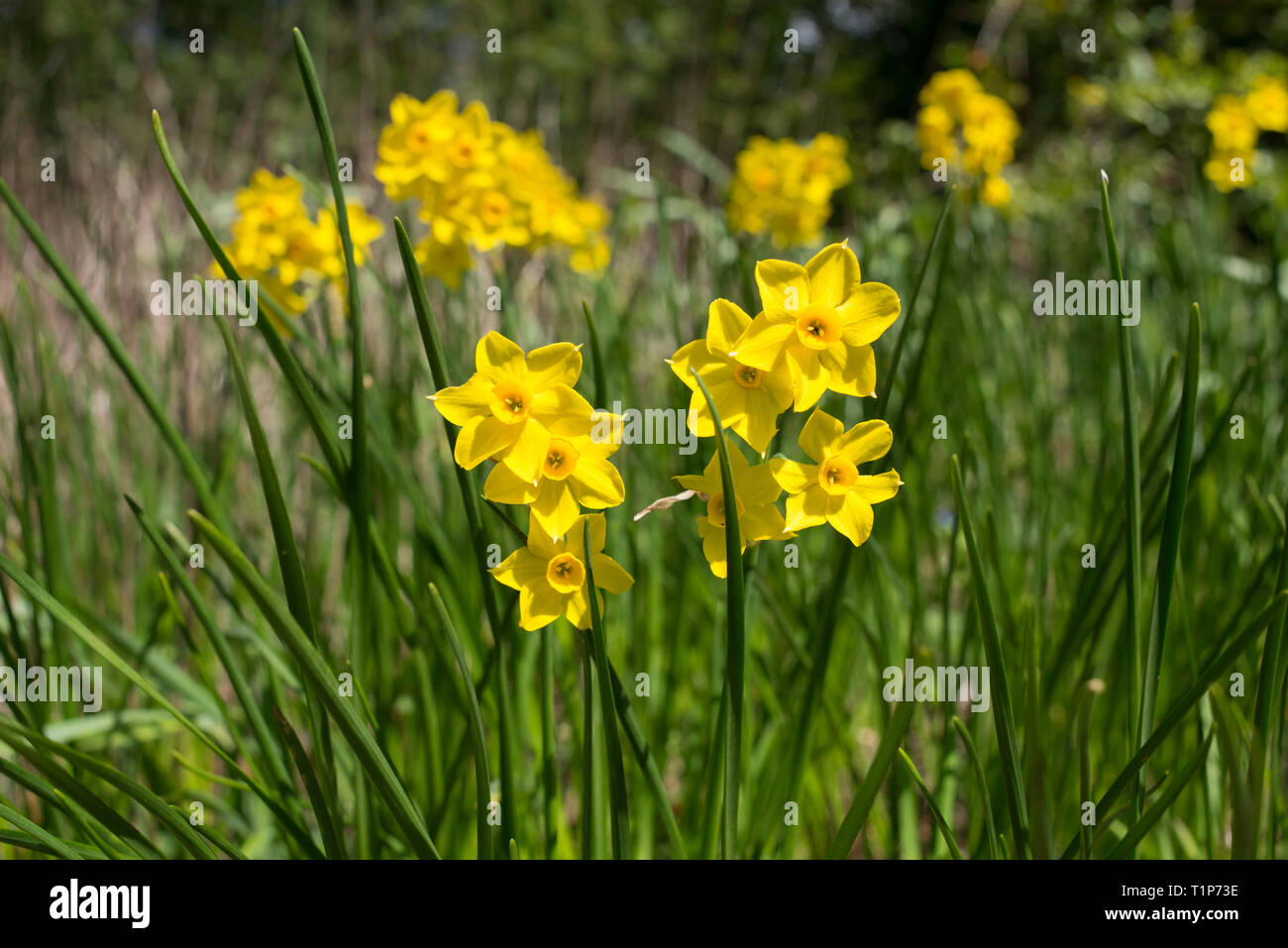 Yellow Daffodils varietà di narciso Baby Boomer Foto Stock