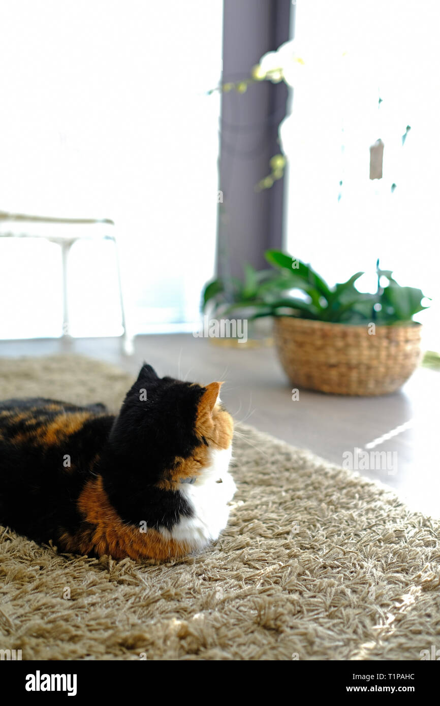 Soffie il gatto, lei è un persiano esotico, avente un resto sul tappeto Foto Stock