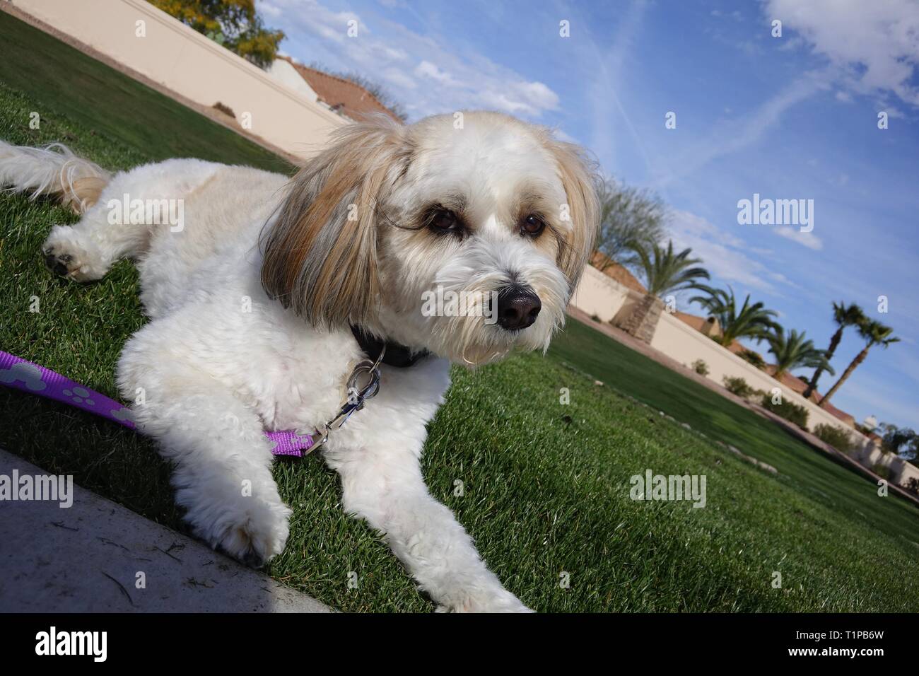 Un cane stabilisce su un letto di erba sul terreno. Foto Stock