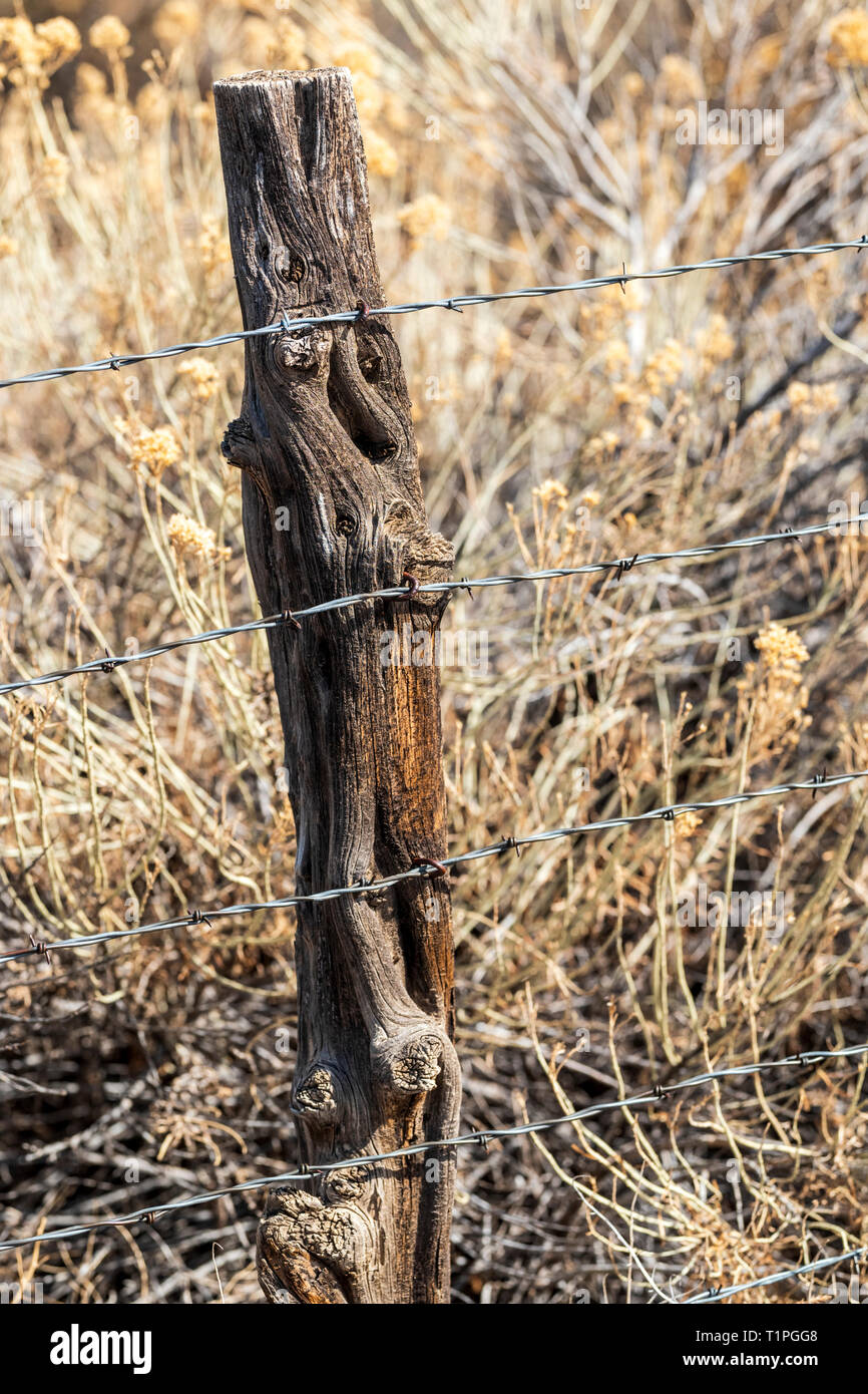Close-up di filo spinato & weathered staccionata in legno post; Ranch in Colorado centrale; USA Foto Stock