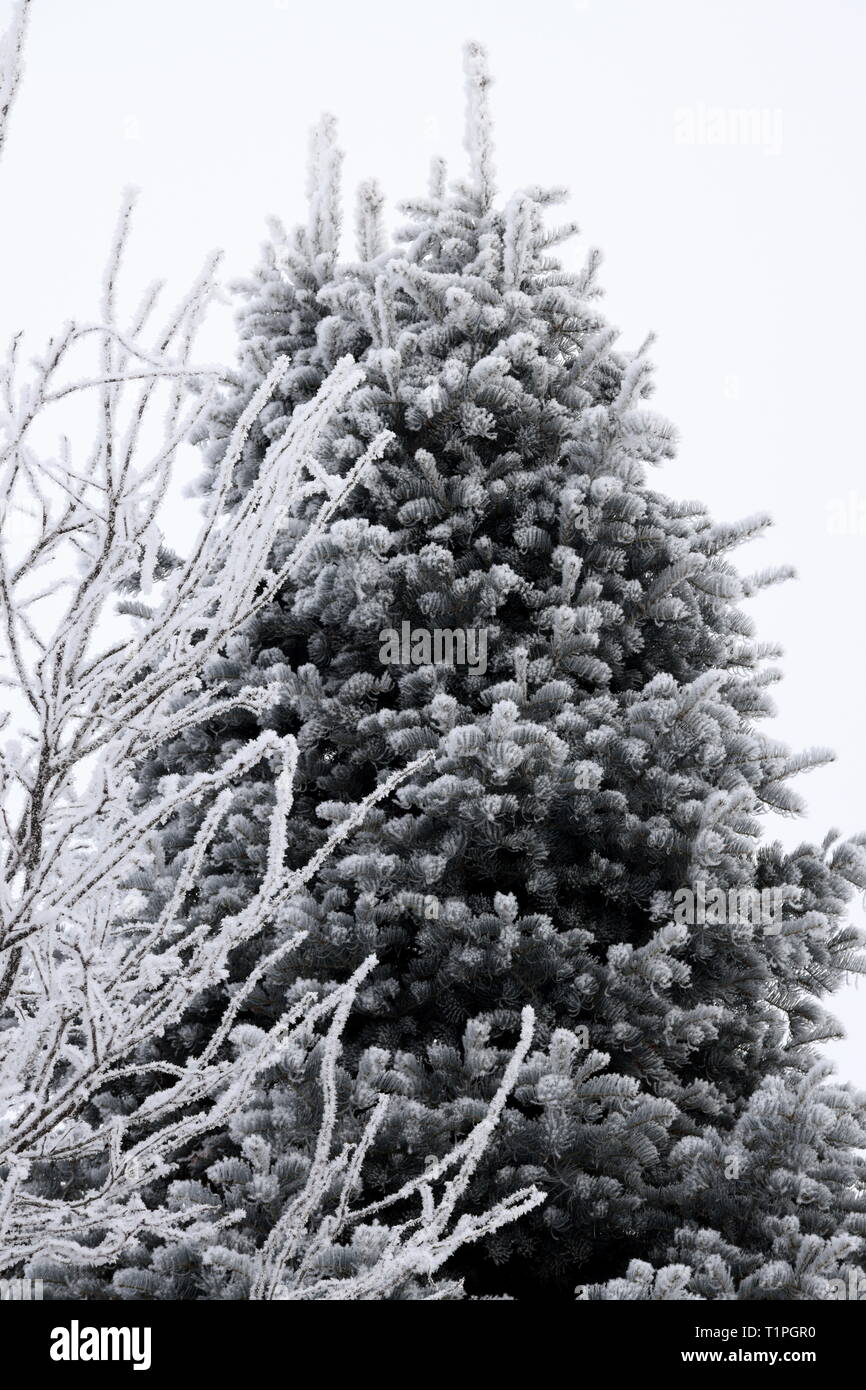 neve e ghiaccio Foto Stock