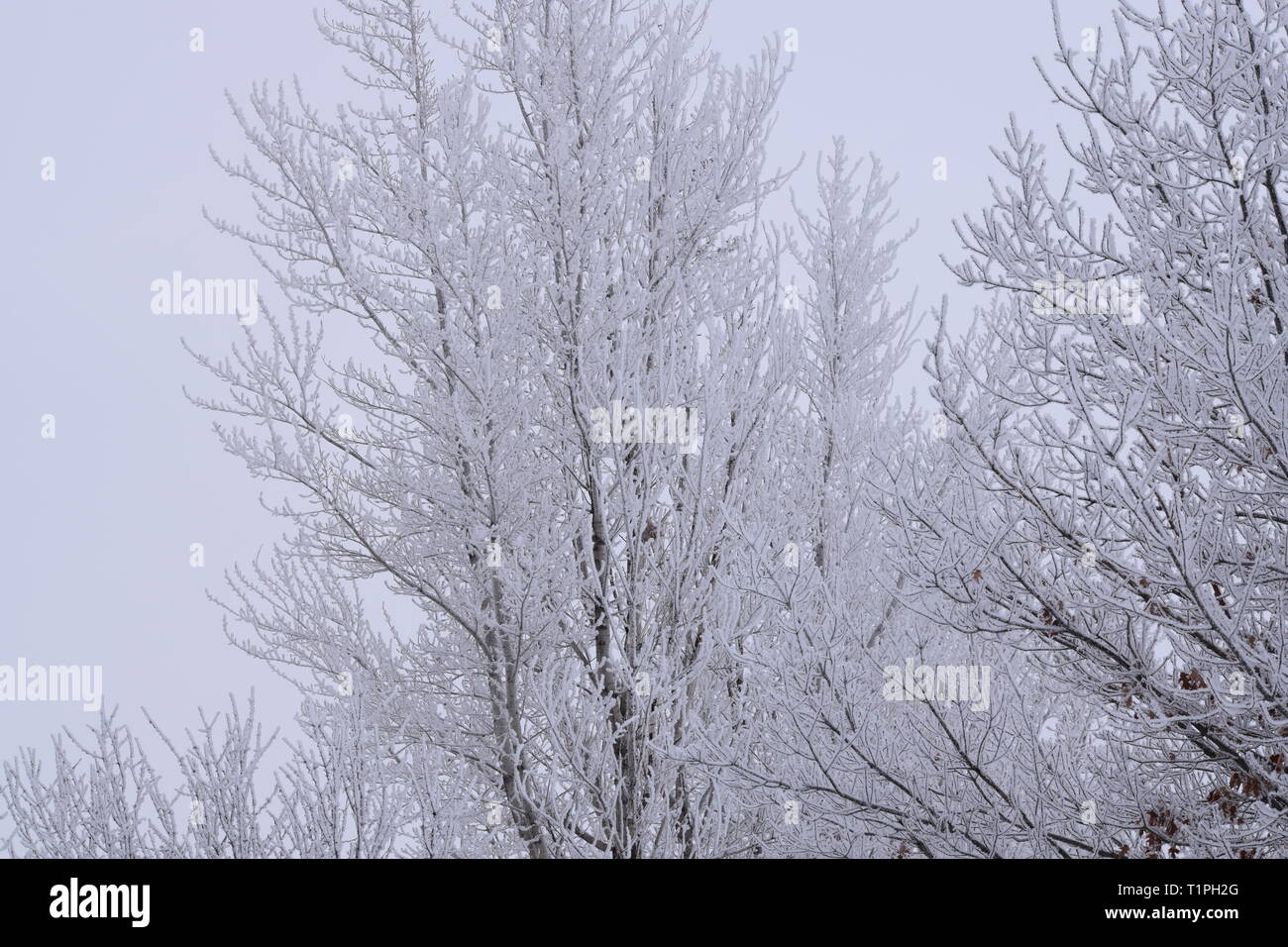 neve e ghiaccio Foto Stock