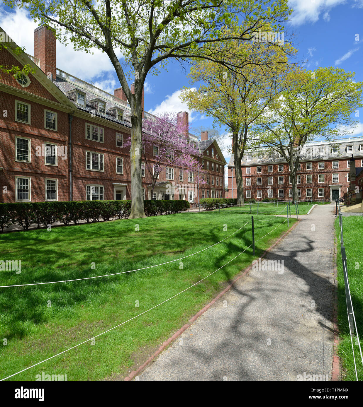 Vista della molla delle matricole dormitori in Harvard University Vecchio Cantiere. Erba verde, alberi fioriti, cielo blu Foto Stock
