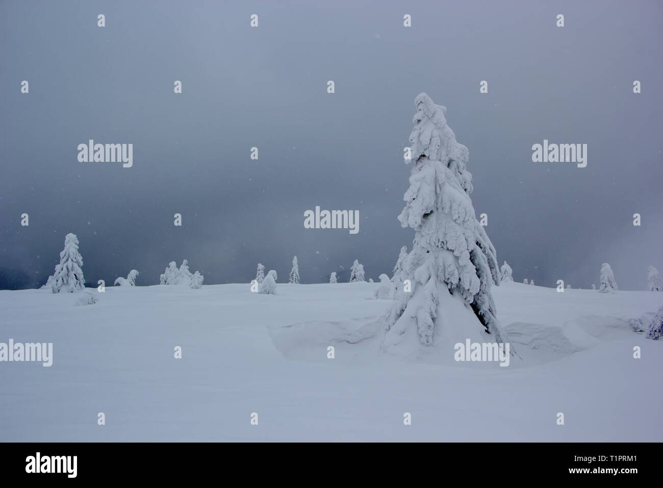 Snowy tree creature e cielo molto nuvoloso Foto Stock