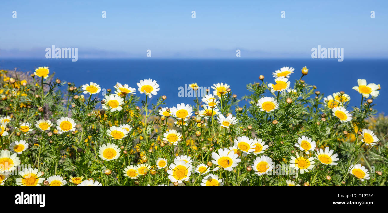 Primavera, Pasqua. Margherite fiori giallo colore bianco campo, il blu del mare e del cielo lo sfondo Foto Stock