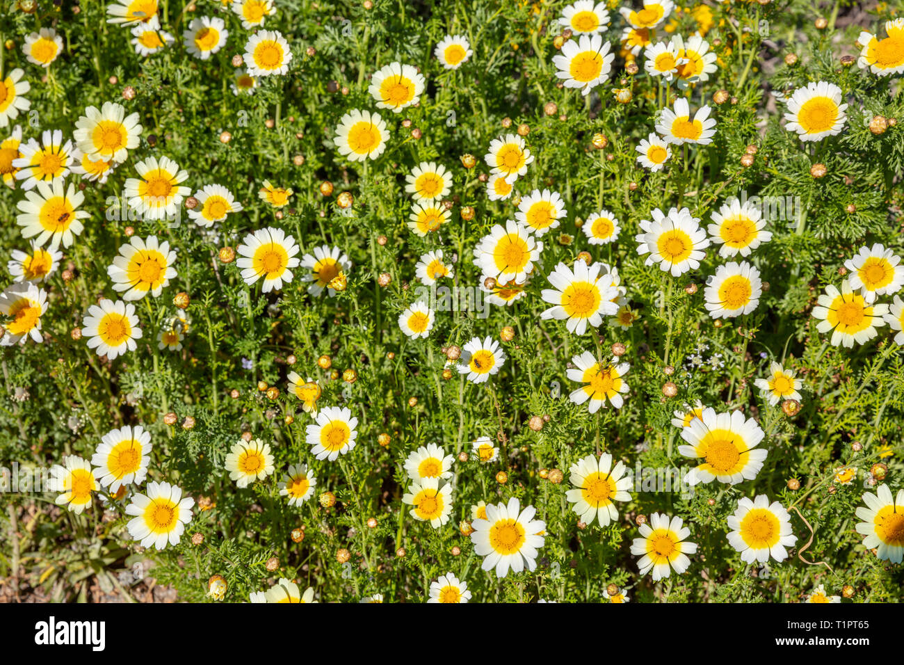 Primavera, Pasqua. Margherite fiori giallo colore bianco di campo, il texture di sfondo, vista dall'alto Foto Stock