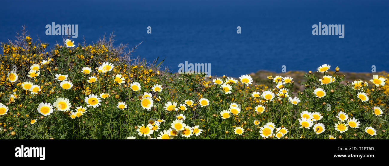Primavera, Pasqua. Margherite fiori giallo colore bianco campo, il blu del mare e del cielo sfondo, banner Foto Stock