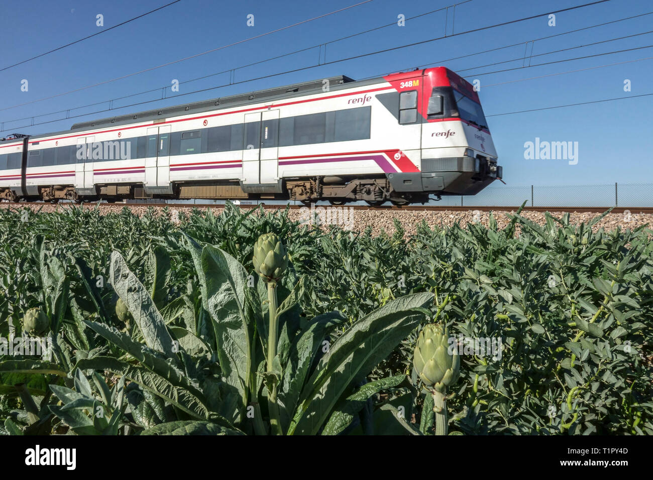 Cercanias - un treno che passa attraverso un paesaggio agricolo con un campo di carciofi, Valencia Spagna regione agricola Foto Stock