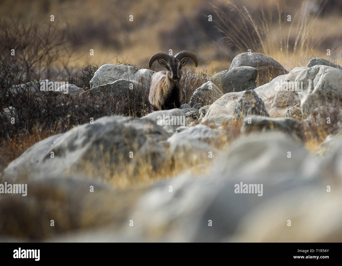 Yinchuan, Helan Mountain Riserva Naturale Nazionale nel nord-ovest della Cina di Ningxia Hui Regione autonoma. 27 Mar, 2019. Bharal, chiamato anche l'Himalayan pecora blu, ricerca di cibo in montagna Helan Riserva Naturale Nazionale nel nord-ovest della Cina di Ningxia Hui Regione autonoma, Marzo 27, 2019. Il numero di bharal ha raggiunto oltre 40.000 sulla montagna Helan dopo anni di rinnovamento dell'ambiente. Credito: Feng Kaihua/Xinhua/Alamy Live News Foto Stock