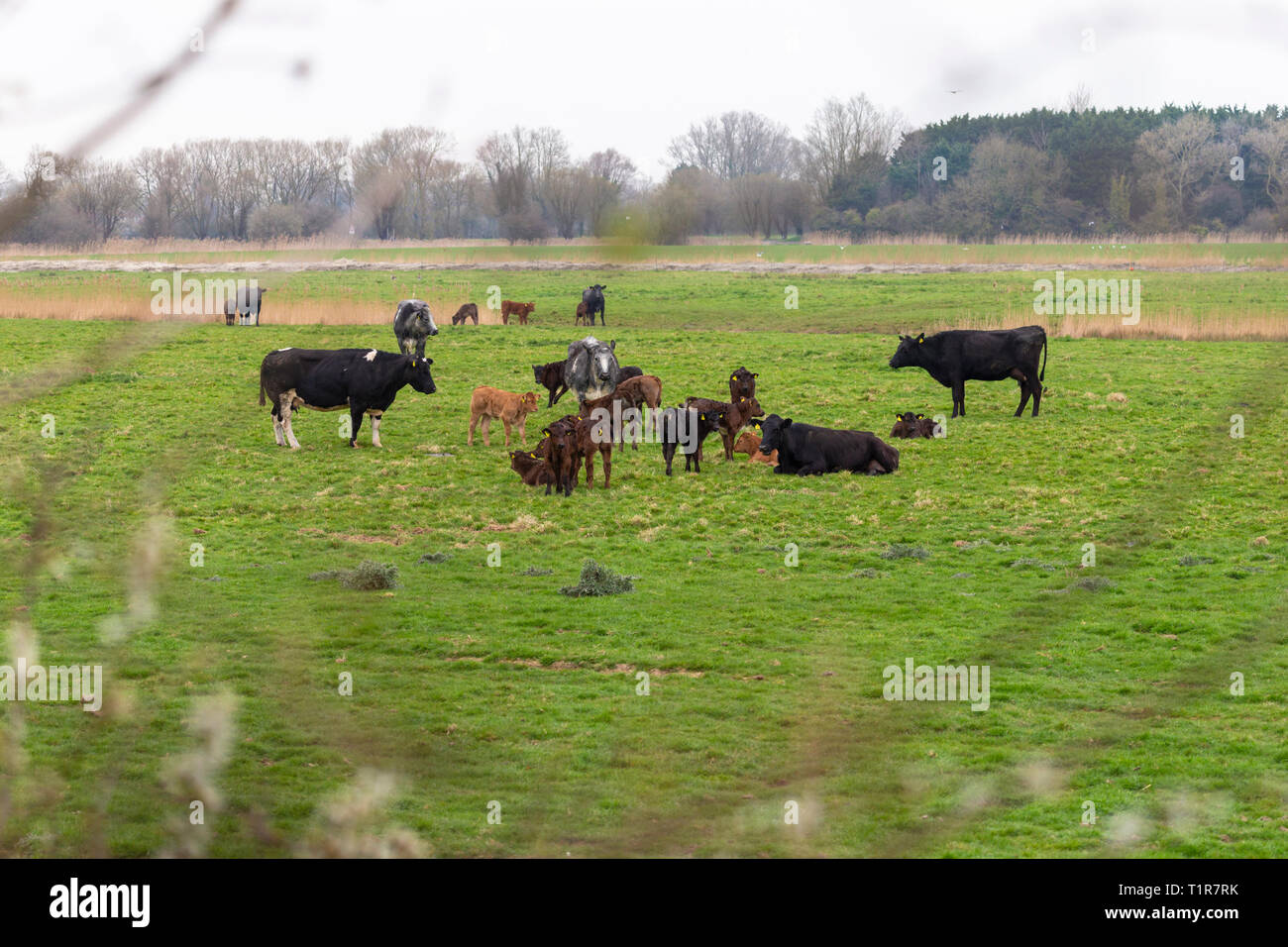 Kent/Confine Sussex, Regno Unito. 28 Mar, 2019. Regno Unito: Meteo nuovo croste protetti da bovini maturi, sedersi in un campo sul confine Kent-Sussex su un lieve ma nuvoloso giorno. Credito: Paolo Lawrenson 2019, Photo credit: Paolo Lawrenson/Alamy Live News Foto Stock