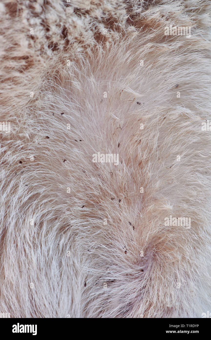 Molte le pulci su bianco capelli del cane vista ravvicinata Foto stock -  Alamy