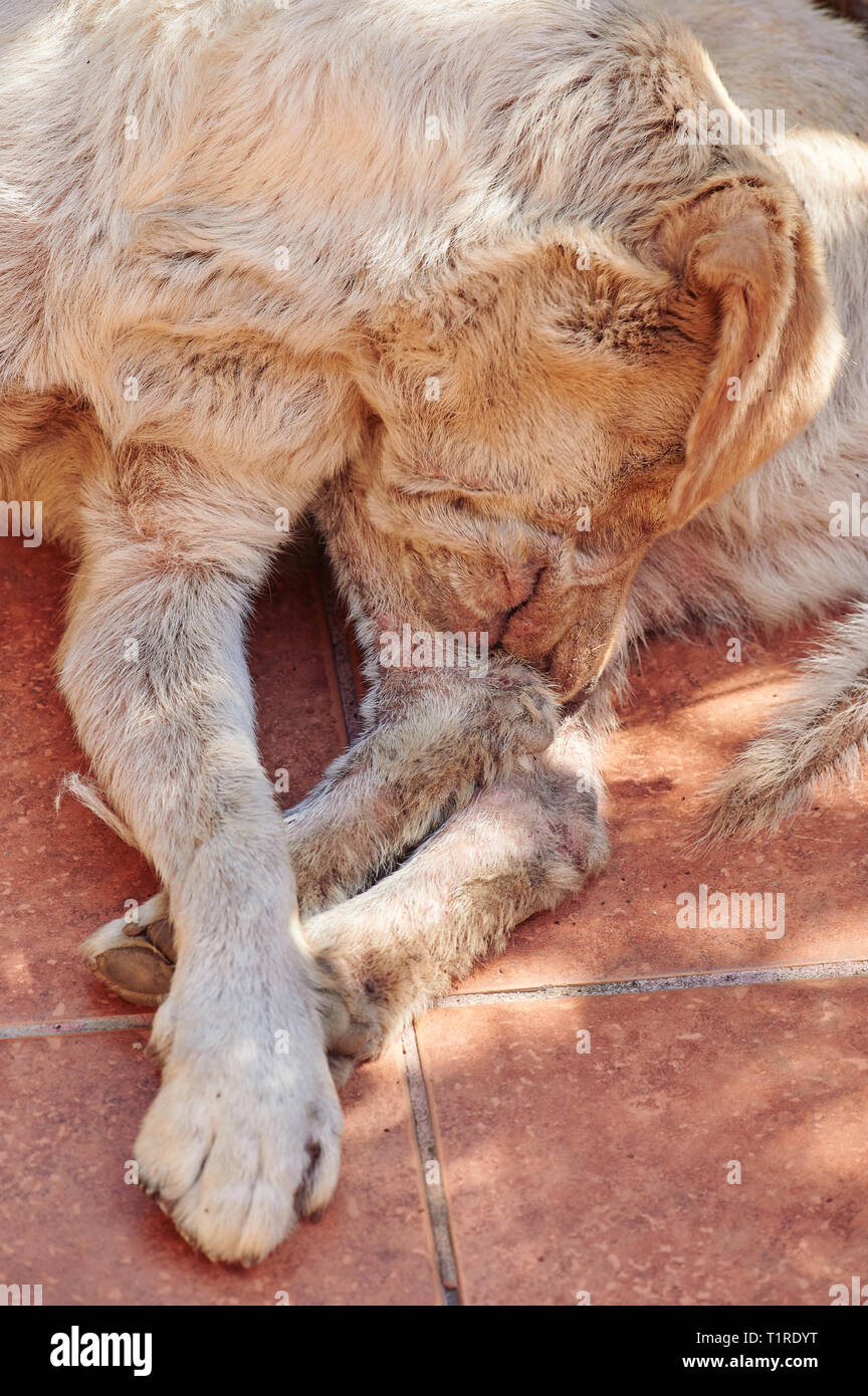 Cane di graffiare la sua gamba dopo i morsi delle pulci Foto Stock