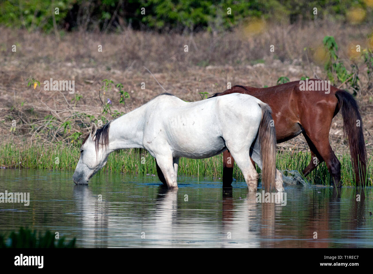 Due cavalli in piedi in acqua nel Pantanal in Brasile Foto Stock