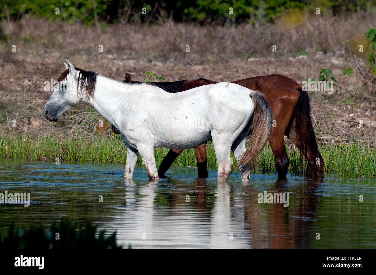 Due cavalli in piedi in acqua nel Pantanal in Brasile Foto Stock