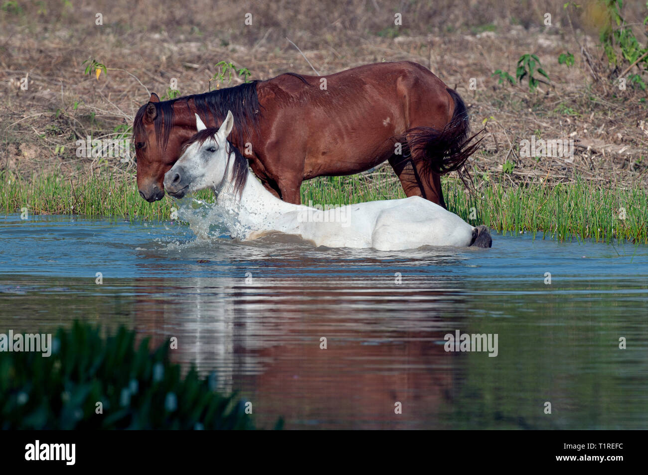 Due cavalli in un stagno nel Pantanal in Brasile Foto Stock