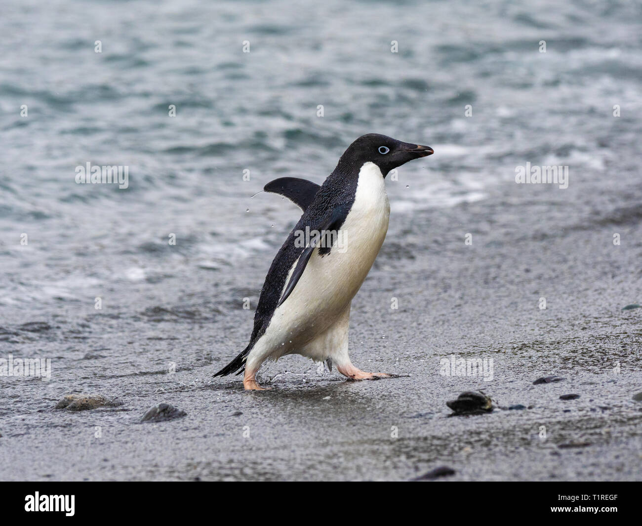 Adélie penguin (Pygoscelis adeliae), voce dal mare, Shingle Cove, Incoronazione isola, a sud delle Isole Orkney, Antartide Foto Stock