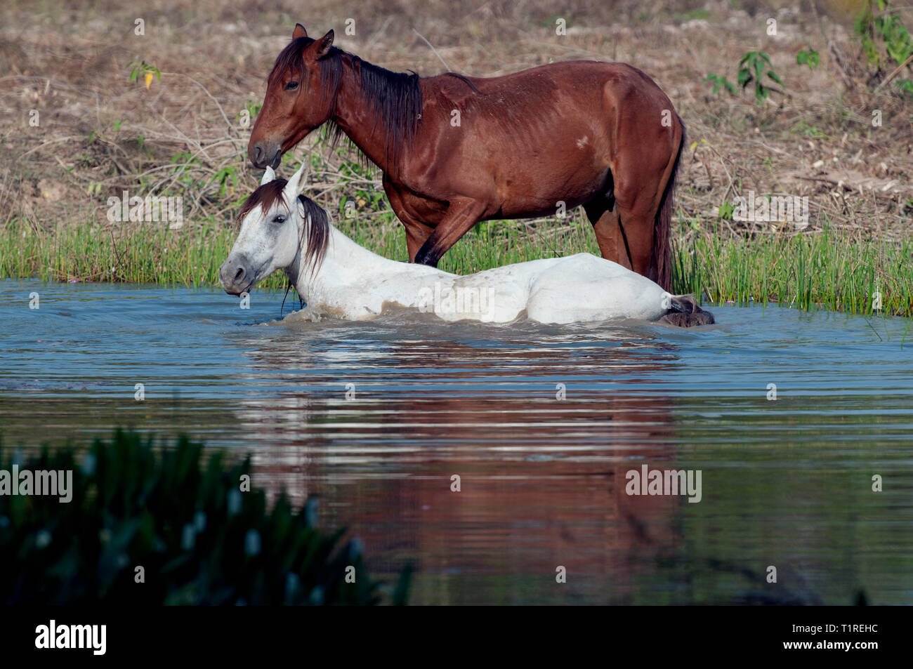 Due cavalli in un stagno nel Pantanal in Brasile Foto Stock