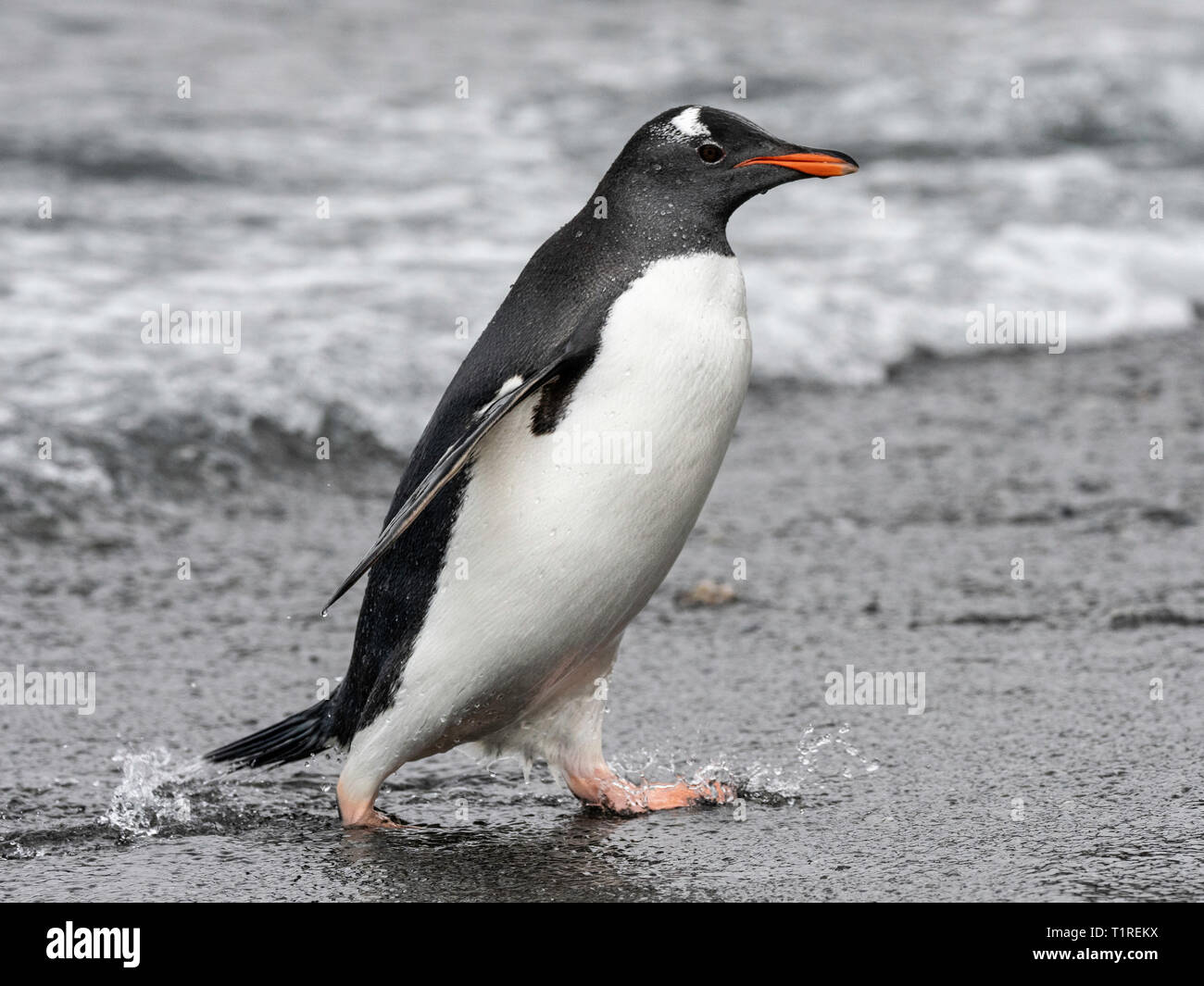 Pinguino Gentoo (Pygoscelis papua) passeggiate sulla spiaggia, Shingle Cove, Incoronazione isola, a sud delle Isole Orkney, Antartide Foto Stock