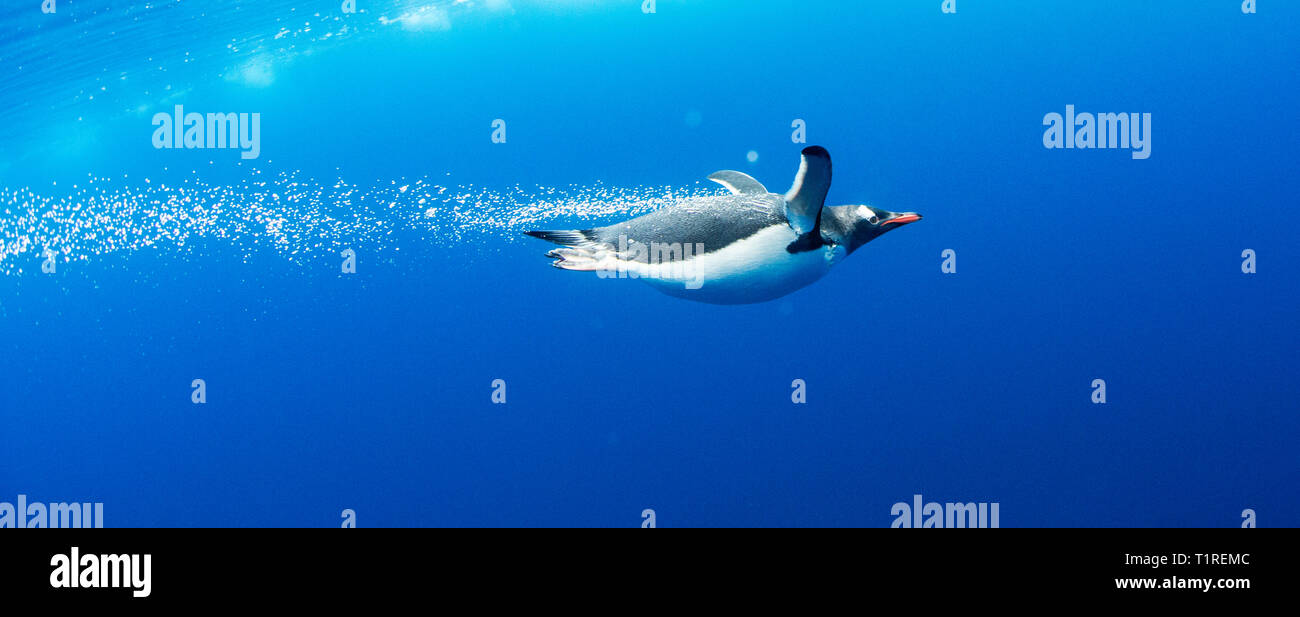 Pinguino Gentoo (Pygoscelis papua) volare attraverso l'acqua, Lindblad Cove, Trinità Penisola Antartica Foto Stock