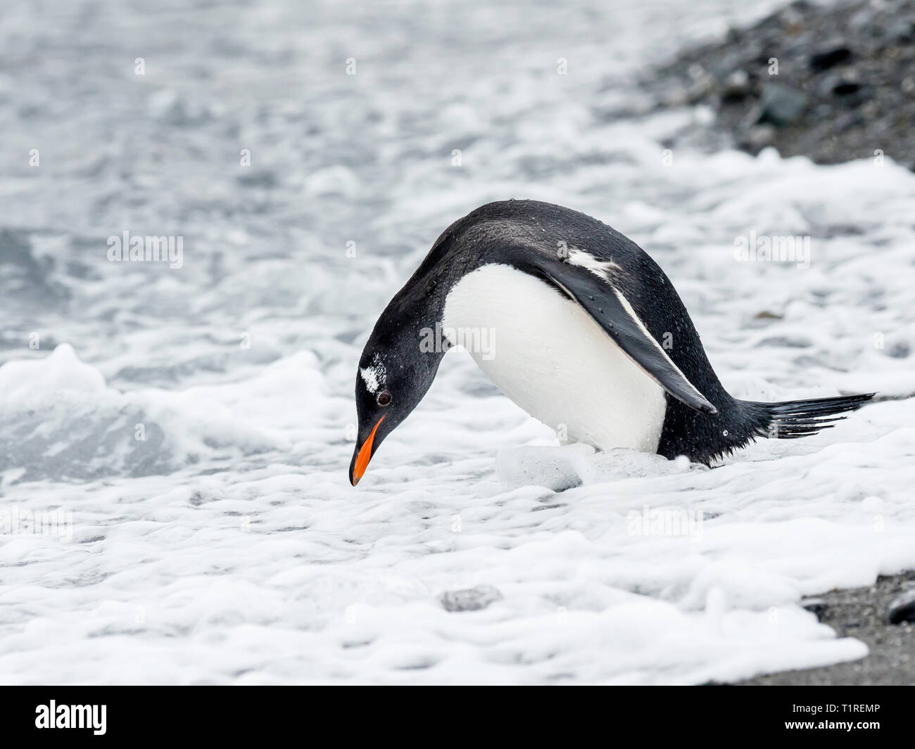 Pinguino Gentoo (Pygoscelis papua) sulla riva, Shingle Cove, Incoronazione isola, a sud delle Isole Orkney, Antartide Foto Stock