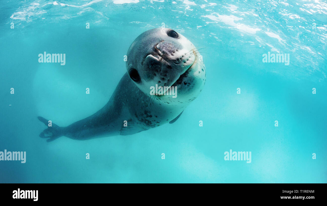 Adulto guarnizione di leopard, Hydrurga leptonyx, subacquea a Monroe isola, a sud delle Isole Orkney, Antartide. Foto Stock