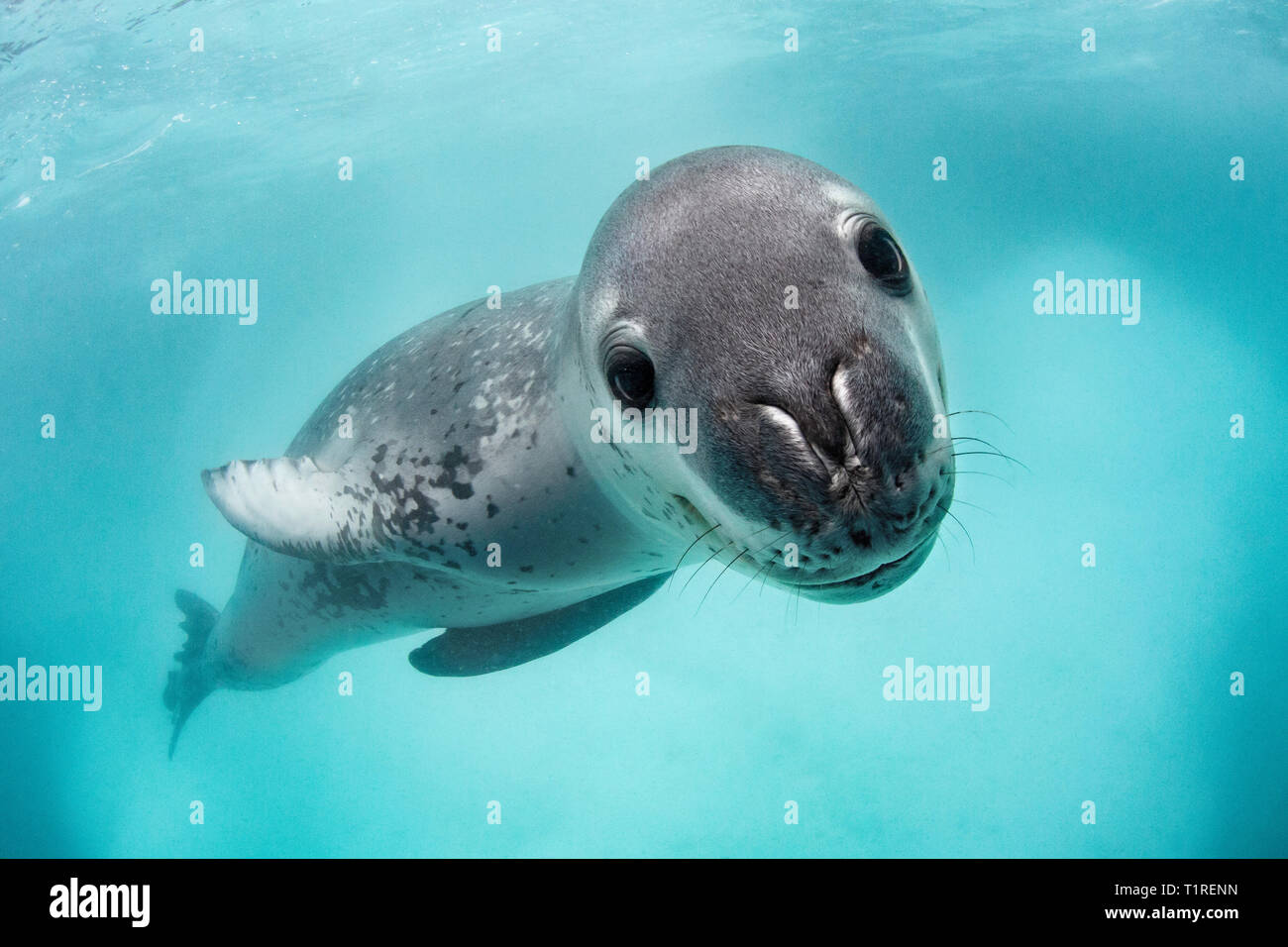 Wild adulto guarnizione di leopard (Hydrurga leptonyx), subacquea a Monroe isola, a sud delle Isole Orkney, Antartide Foto Stock