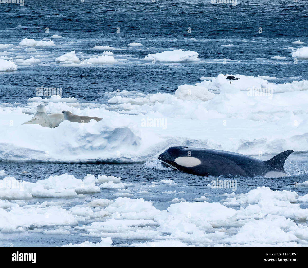 Orca aka: Killer Whale (Orcinus orca) stalking guarnizioni sul mare di ghiaccio, Lemaire Channel, Antartide Foto Stock