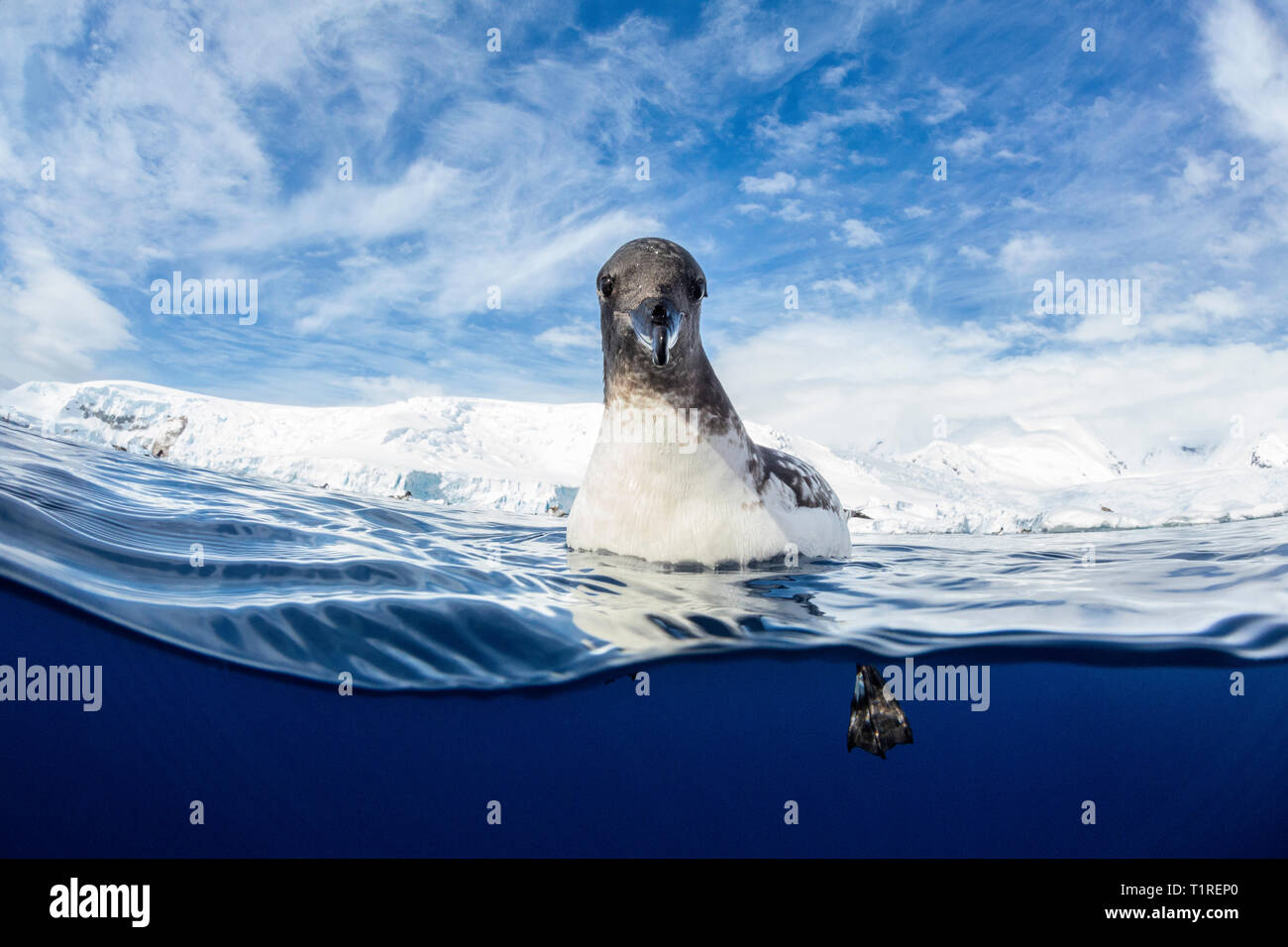 Un contatto ravvicinato e personale con un capo petrel (Daption capense) galleggia sull'acqua, Lindblad Cove, Trinità Penisola Antartica Foto Stock