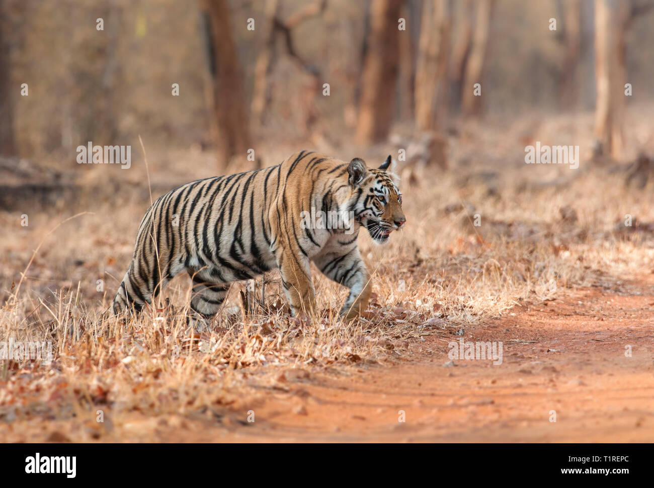 Subadult Tiger riguardo ad attraversare la strada a Tadoba riserva della tigre Maharashtra, India Foto Stock