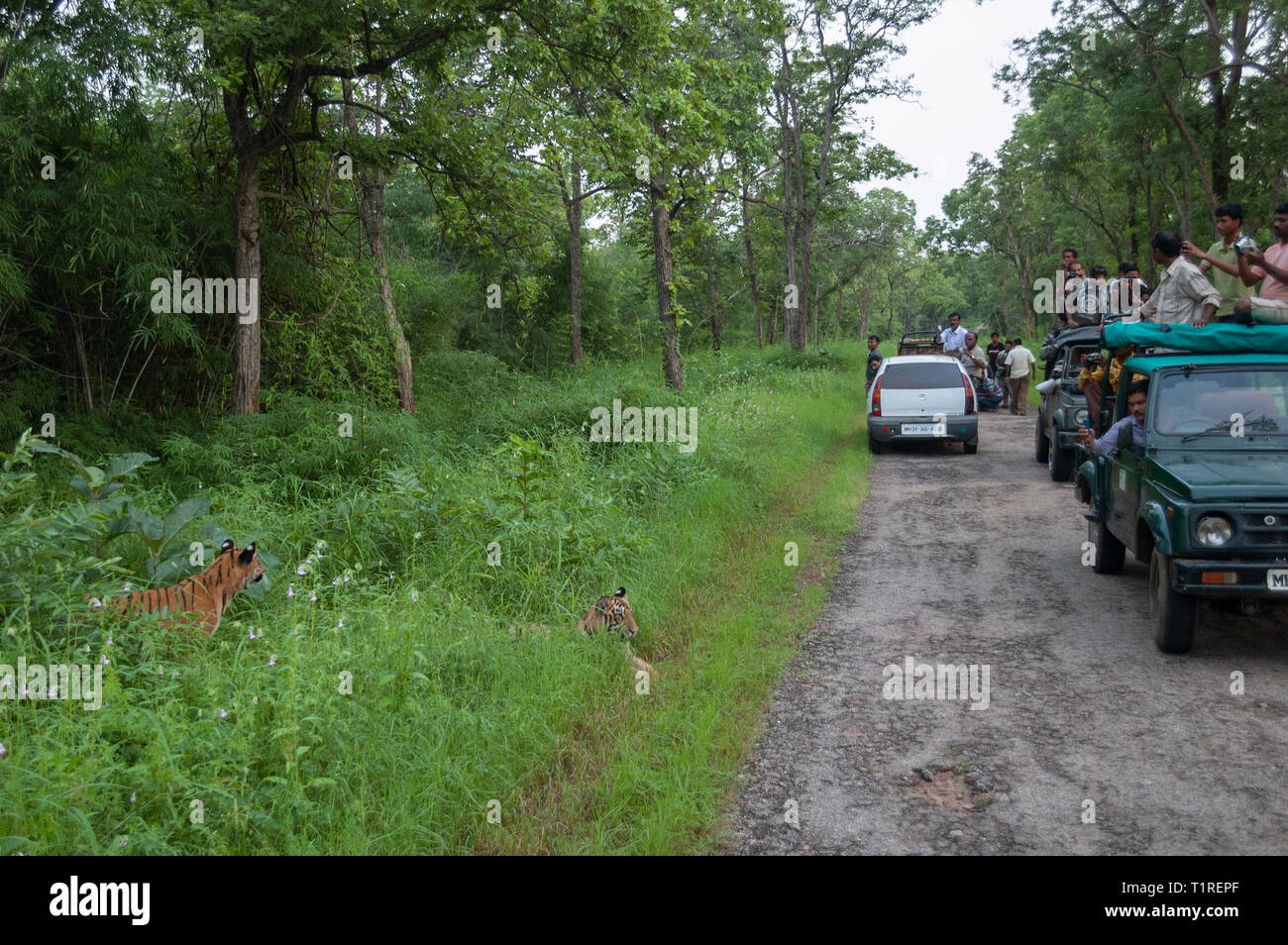 Tiger e turistico a vehicals Tadoba riserva della tigre Maharashtra, India Foto Stock