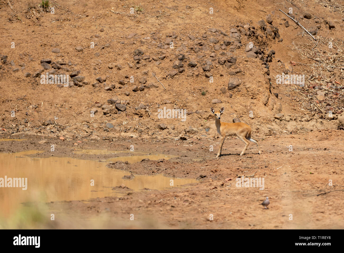 Sfuggente e quattro rara antilope cornuta a Tadoba riserva della tigre Maharashtra, India Foto Stock