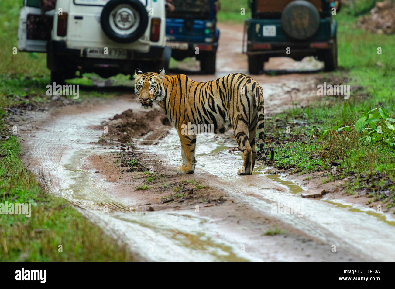 Tigre dietro Safari vehicals a Tadoba riserva della tigre Maharashtra, India Foto Stock