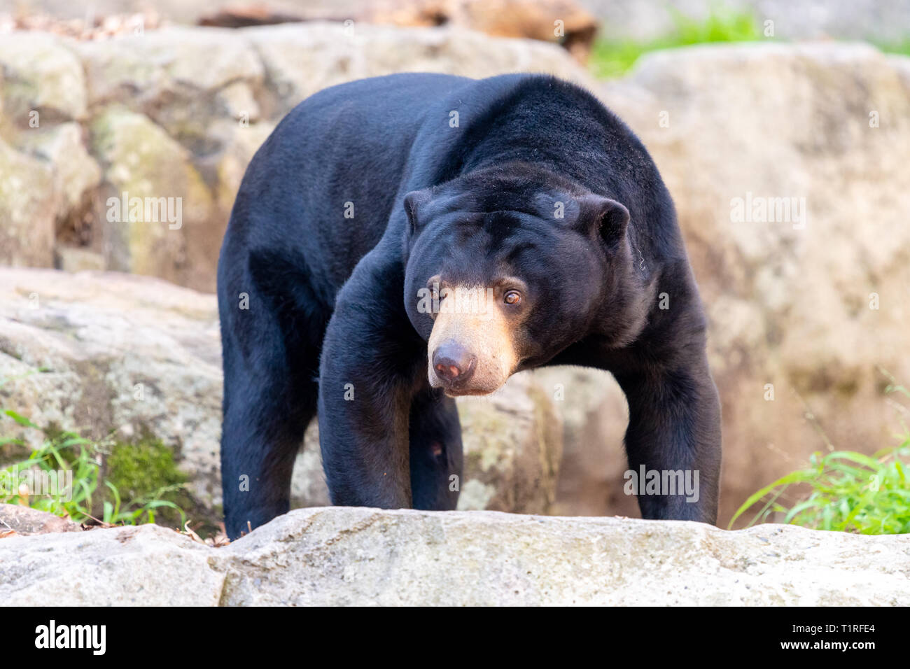 Orso di Sun Foto Stock
