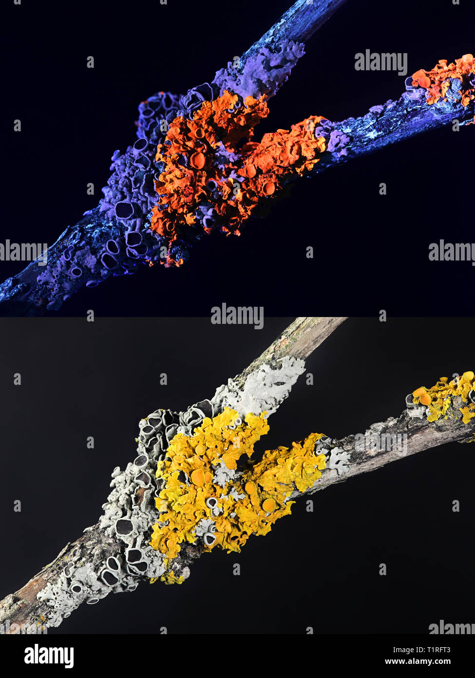 Comune di Riva arancione lichen e annoso lichene Rosette fotografato a luce ultravioletta (365 nm). Abbassare immagine fotografata in condizioni normali di luce visibile. Foto Stock