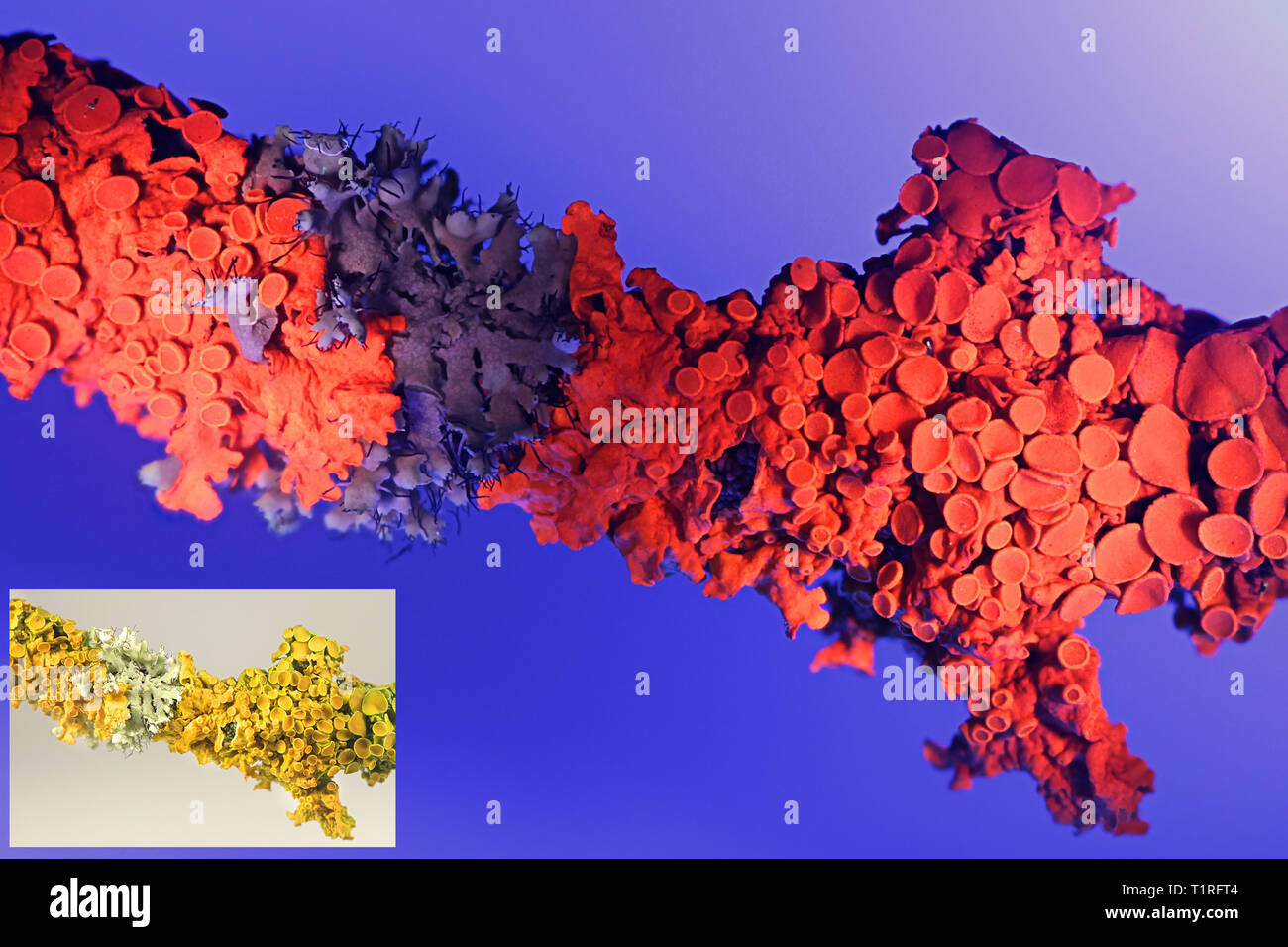 Comune lichene arancione, Xanthoria parietina, mostrando fluorecence rosso a luce ultravioletta (365 nm). Immagine di piccole dimensioni che mostra lo stesso campione in normale luce diurna Foto Stock