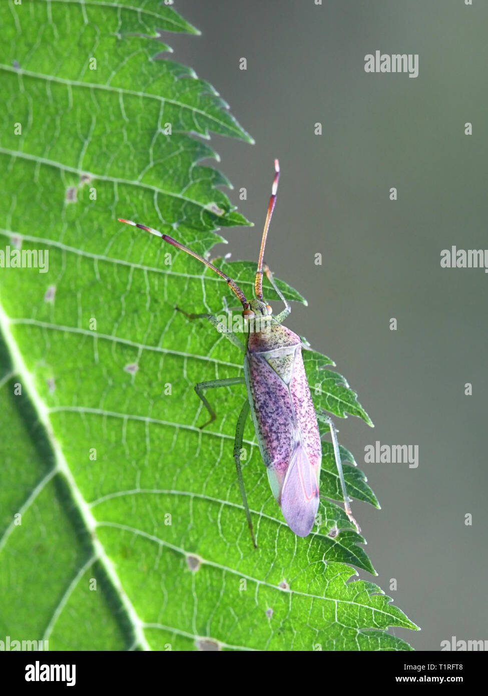 Capside o mirid bug, Pantilius tunicatus Foto Stock