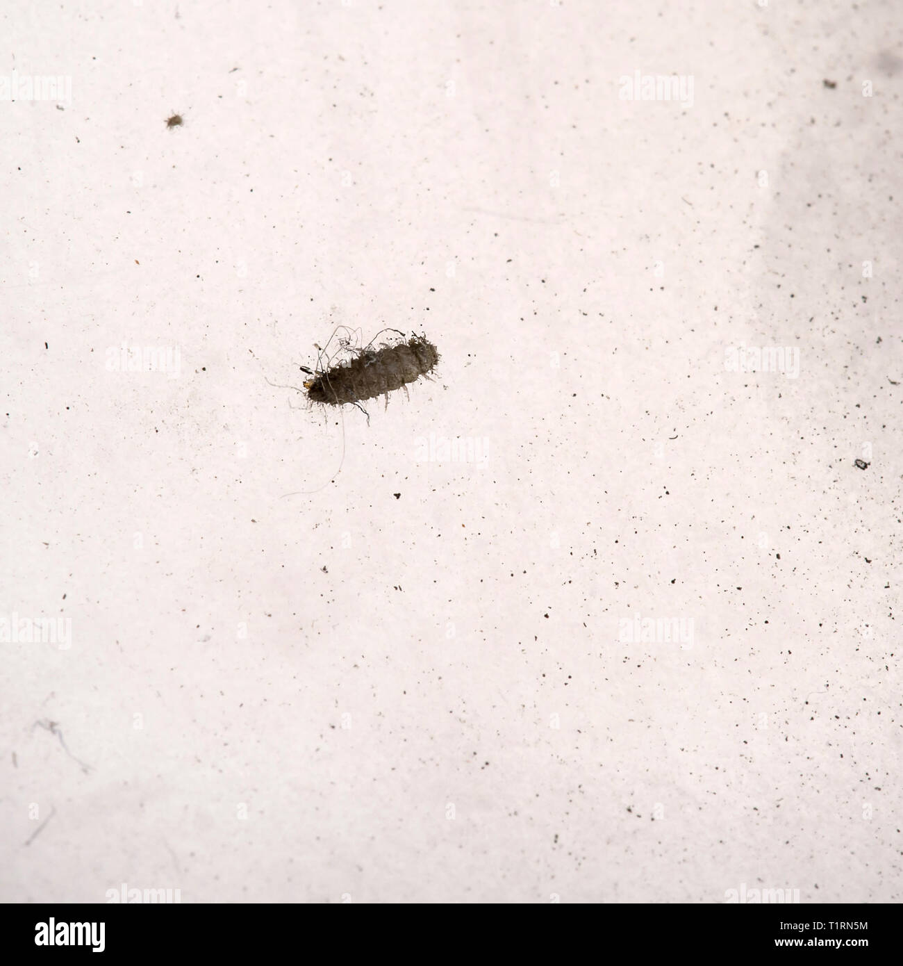 Piccolo coleottero tappeto larva, macro. Di circa 2mm. Foto Stock