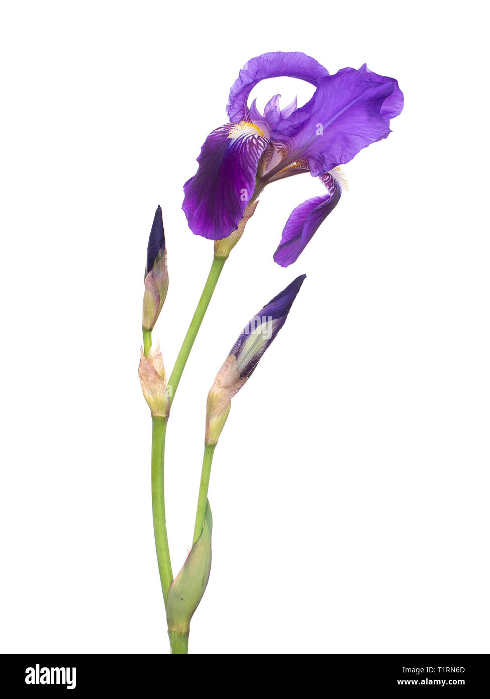 Spazzate dal vento iris viola fiore, aka bandiera germanica, isolato su sfondo bianco. Con stelo e gemme. Foto Stock