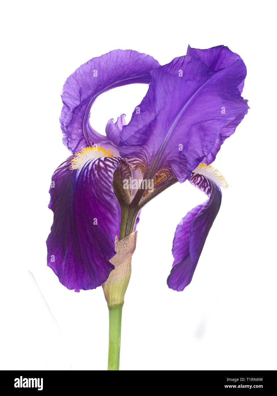 Spazzate dal vento iris viola fiore, aka bandiera germanica, isolato su sfondo bianco. Foto Stock