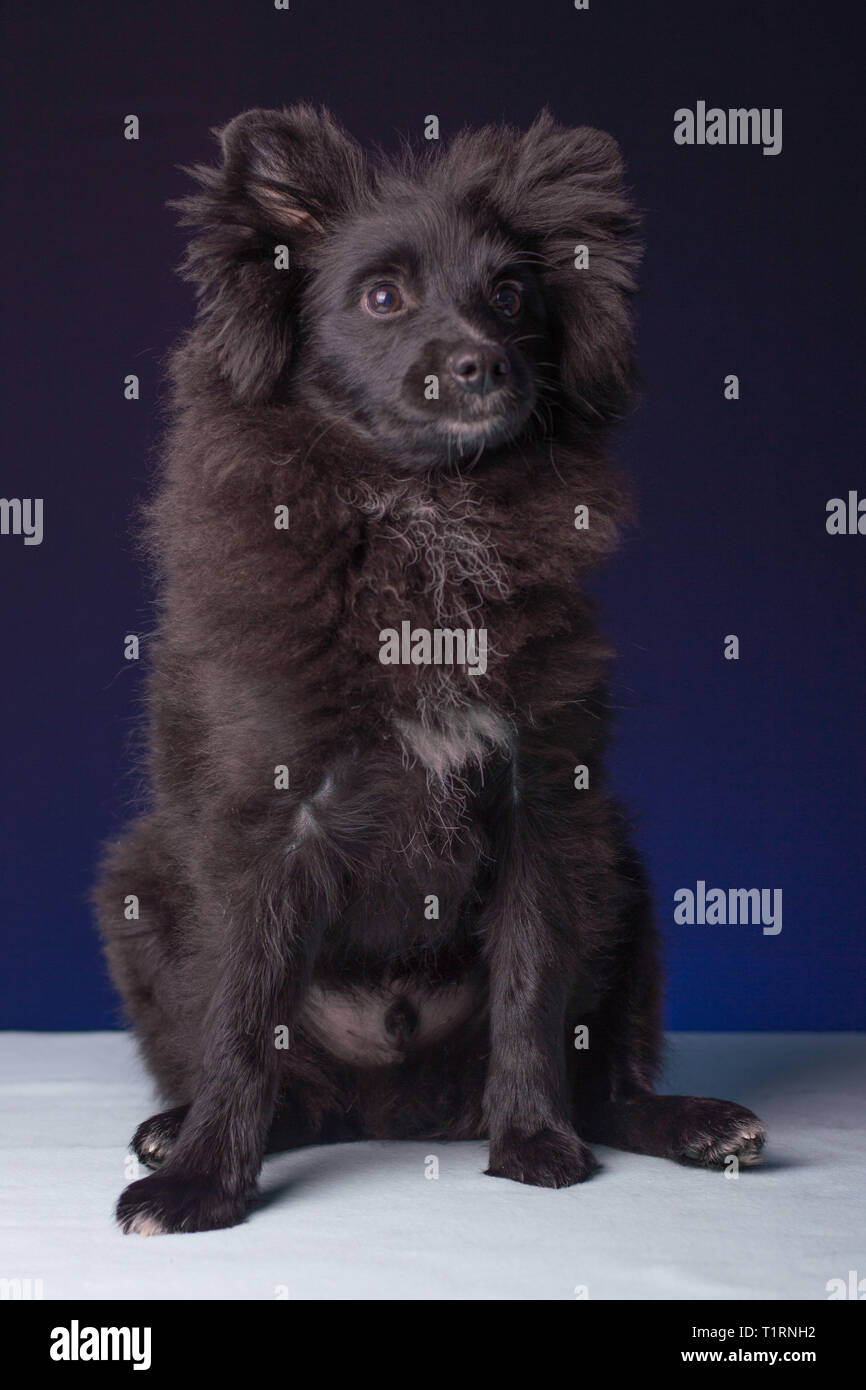 Cucciolo di Pomerania Cuteness vincitore del concorso Foto Stock