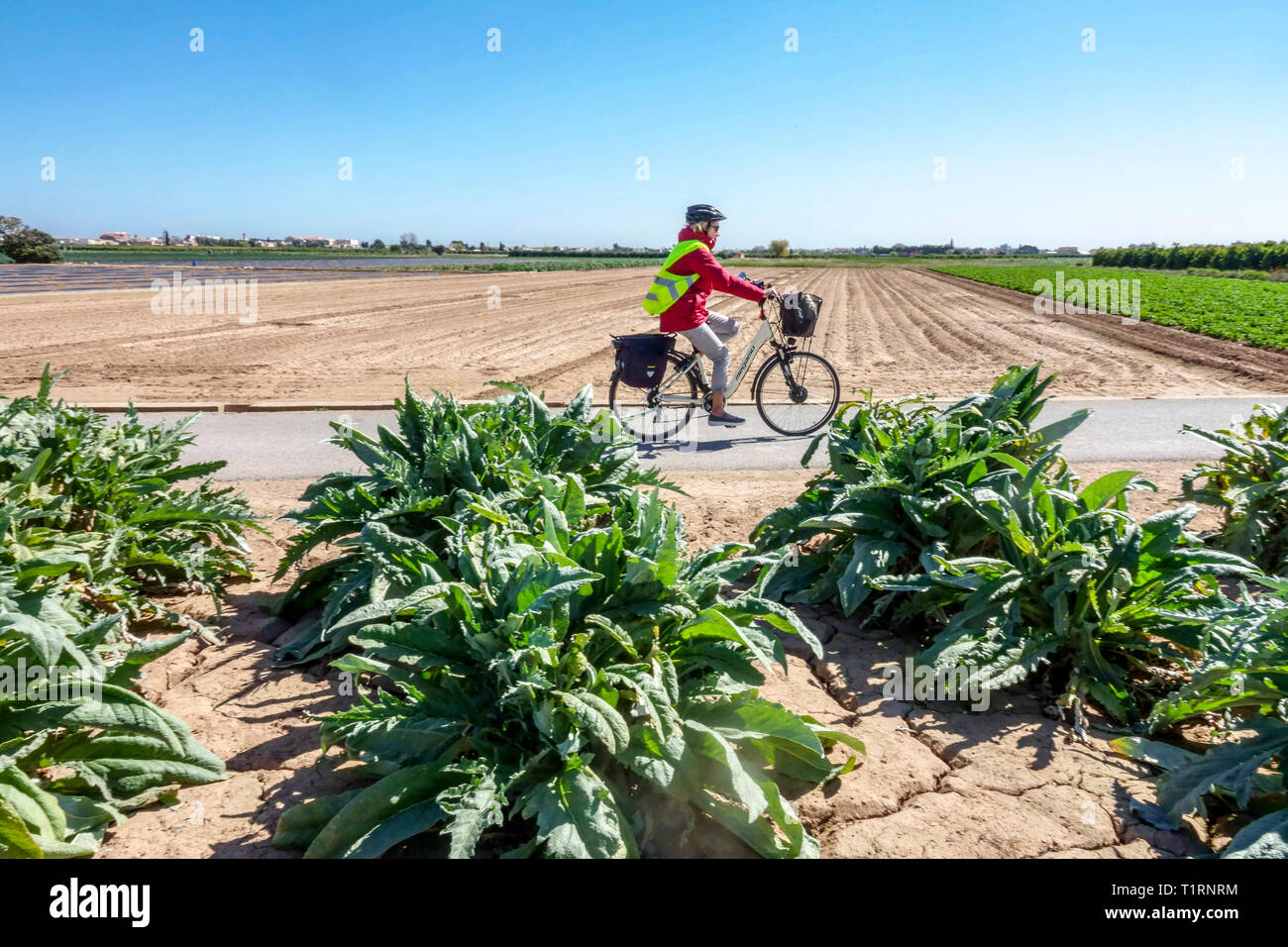 Un ciclista corre tra i campi con carciofi vicino Valencia in bicicletta Bicicletta in Spagna Foto Stock