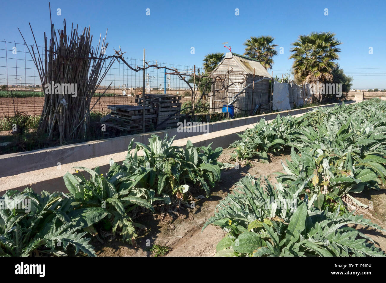 Campo con carciofi e piccoli edifici capannoni e canale di irrigazione, vicino a Valencia, paesaggio agricolo spagnolo huerta Foto Stock